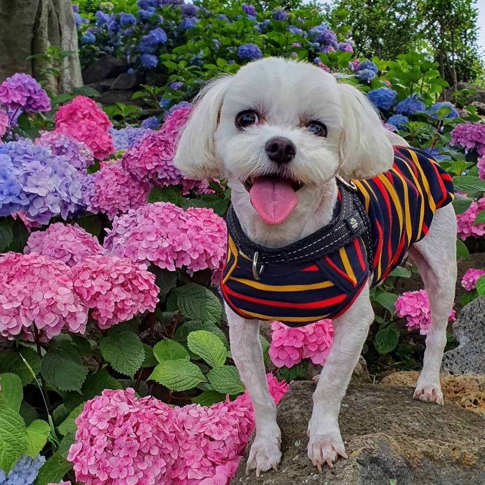 제주애견전문 엔젤하우스펜션 이미지 1